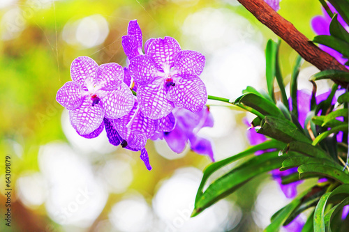 Fototapeta Naklejka Na Ścianę i Meble -  Orchids