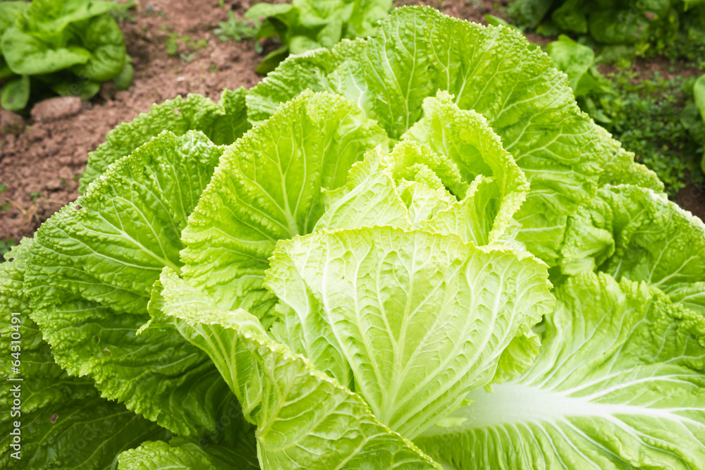 Nappa Cabbage Nappa Cabbage
