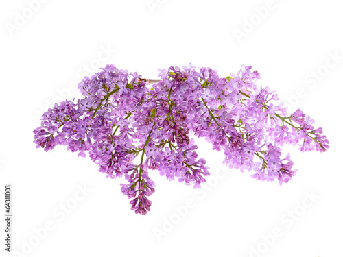 Beautiful Lilac branch on a white background ,close-up