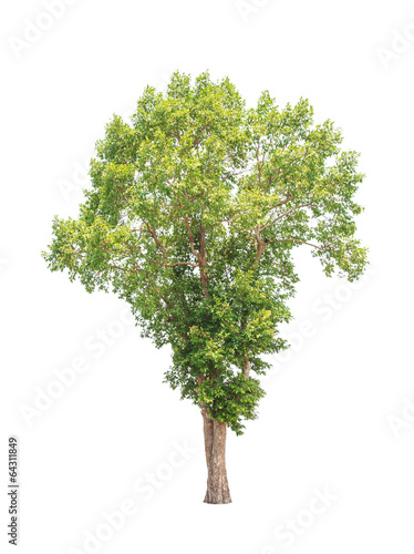 Irvingia malayana also known as Wild Almond tree