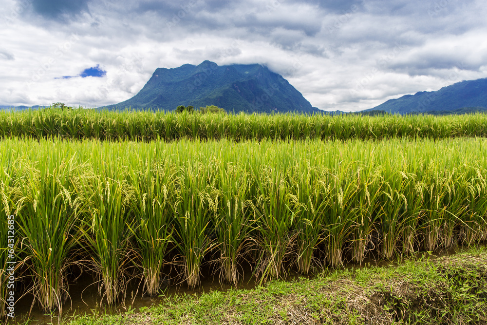 Rice field under cloudy sky Rice field under cloudy sky