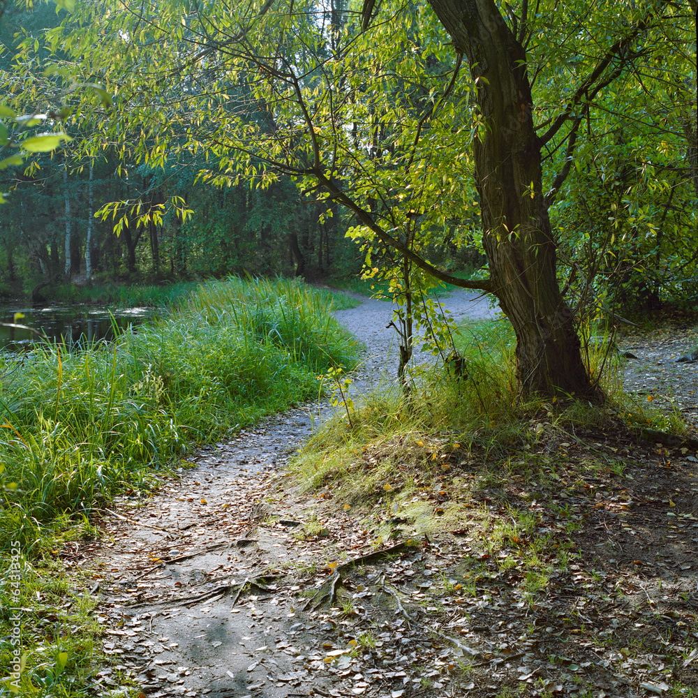 Willow and footpath near the backwater of lake in autumn Willow and footpath near the backwater of lake in autumn
