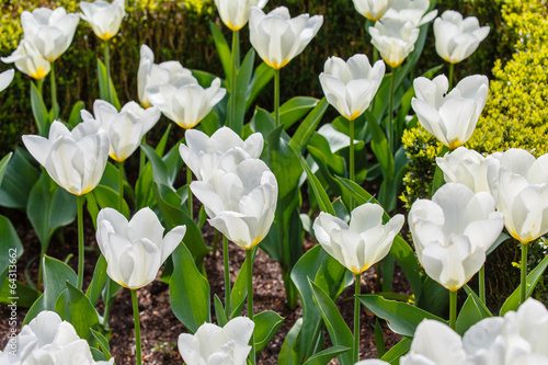 Fototapeta Naklejka Na Ścianę i Meble -  witte tulpen