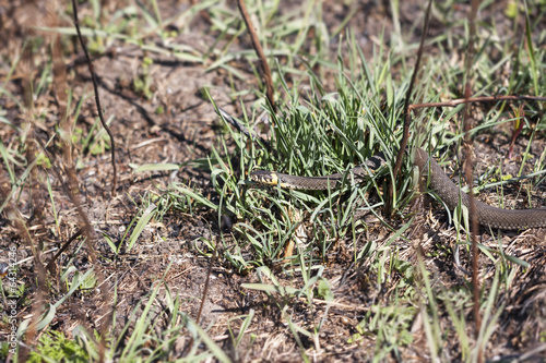 Grass or ringed snake on the ground
