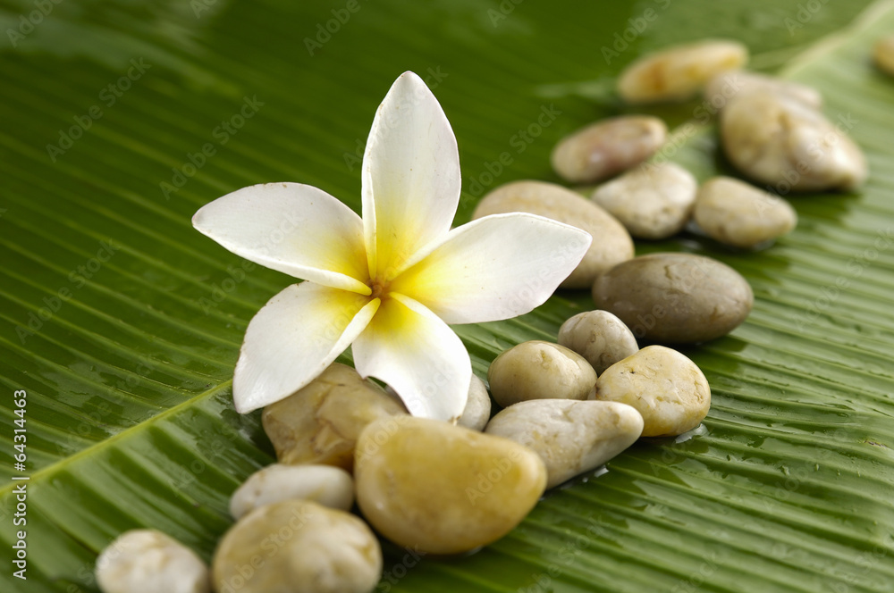white frangipani and candle on banana leaf texture white frangipani and candle on banana leaf texture