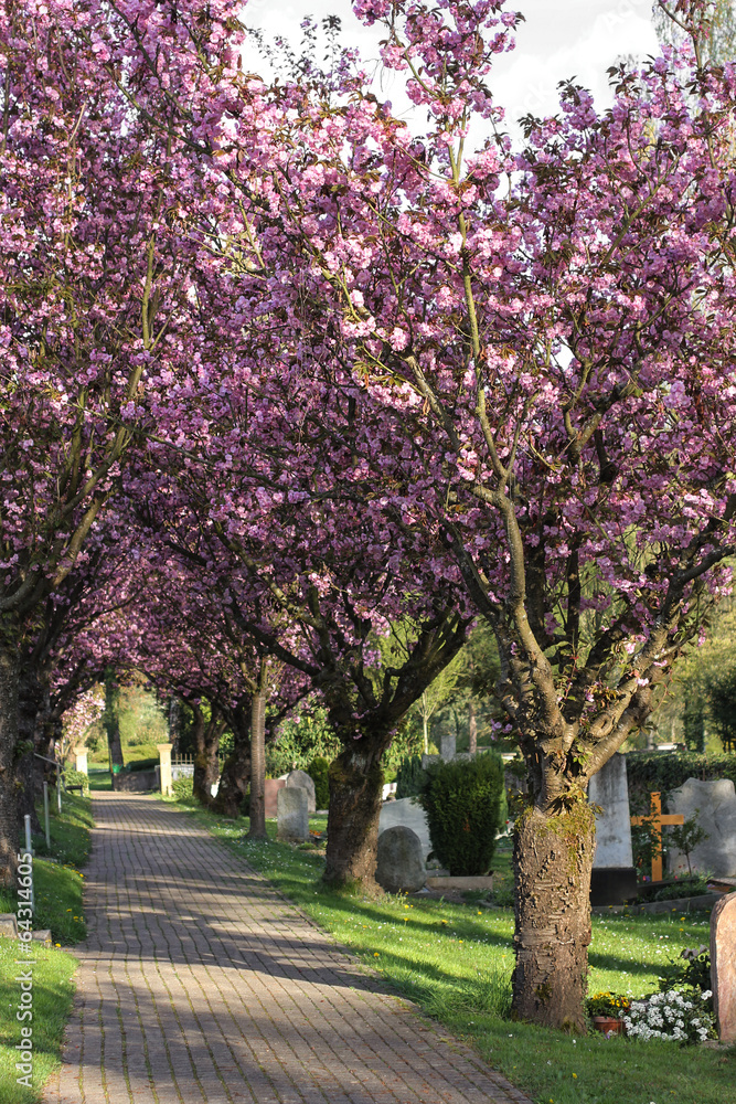 Naklejka premium Allee mit japanischer Zierkirsche