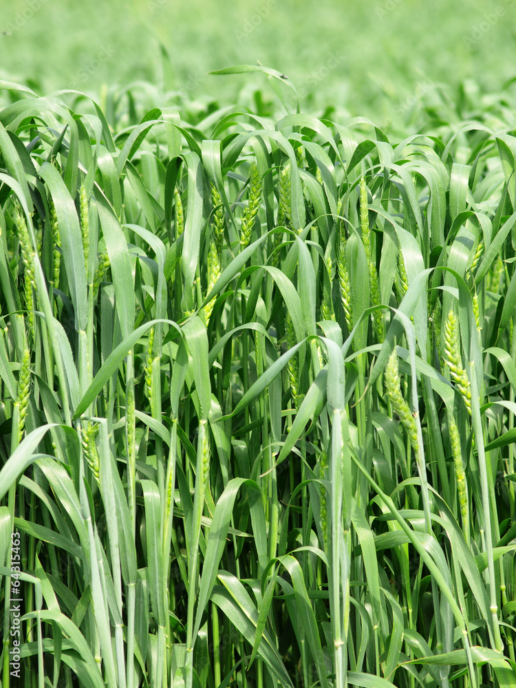 Obraz premium Wheat field