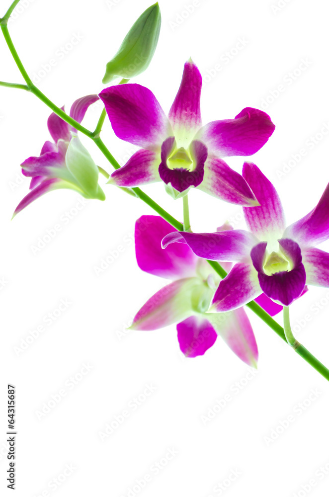 Orchind isolated white background Orchind isolated white background