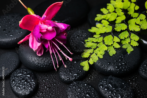 Spa concept with pink with red fuchsia flower, green branch  and