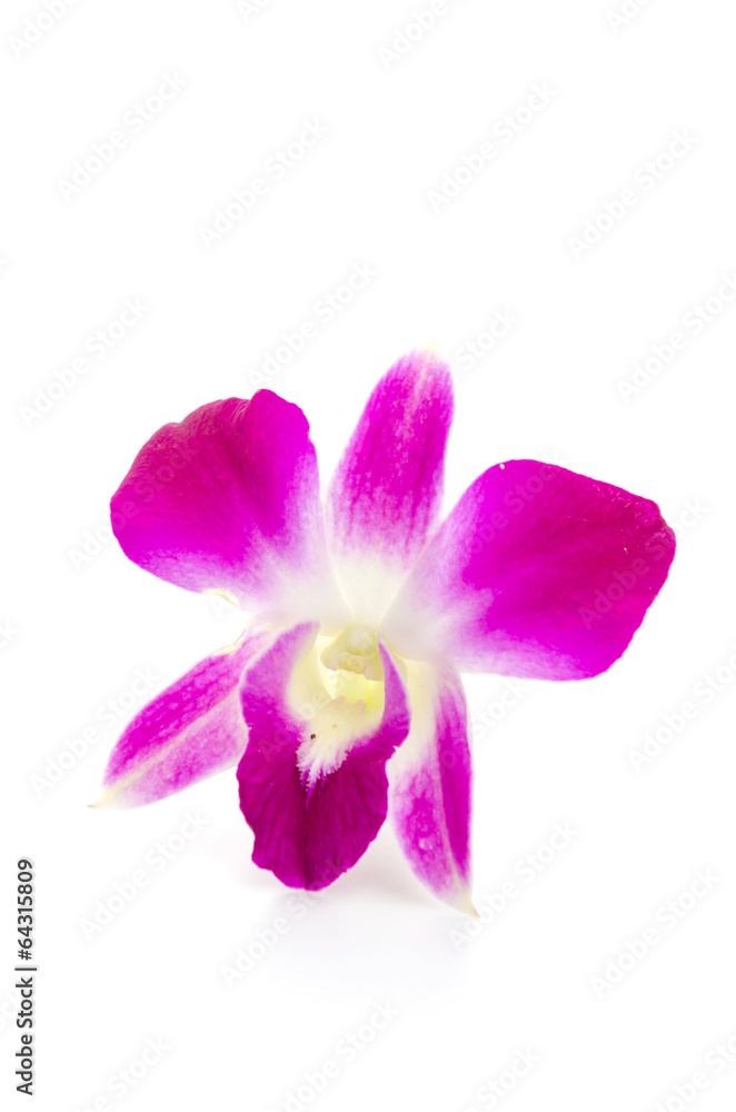 Purple orchid flower isolated white background Purple orchid flower isolated white background