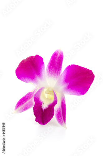 Purple orchid flower isolated white background © siraphol