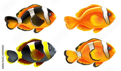 Four colorful fishes