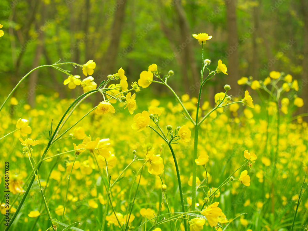 Obraz premium Yellow flowers in the forest