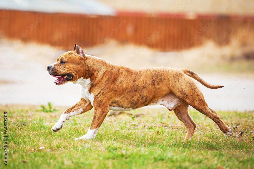 American staffordshire terrier running