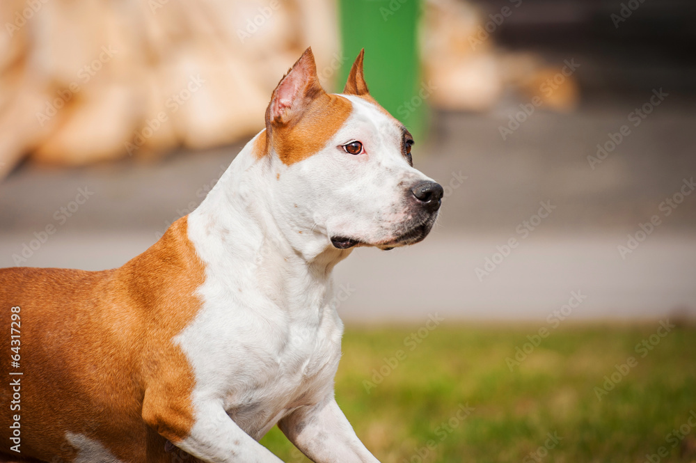 Portrait of american staffordshire terrier
