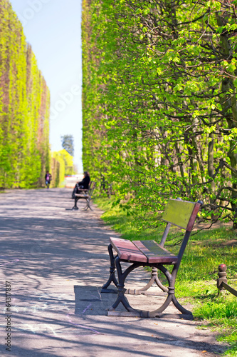 Beautiful alley in the green spring park © Patryk Kosmider