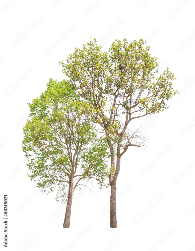 Obraz premium Two tropical trees in Thailand isolated on white background