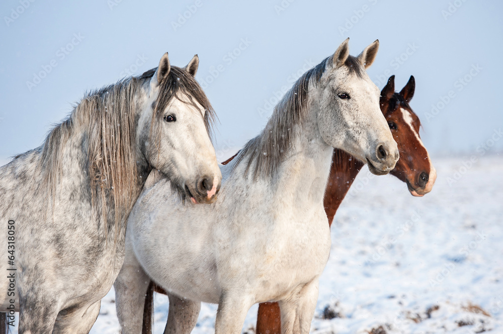 Portrait of three horses in winter Portrait of three horses in winter