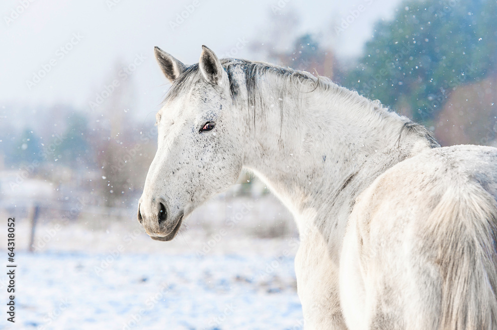Portrait of white horse in winter