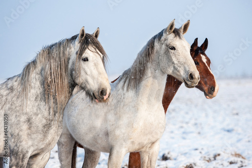 Portrait of three horses in winter