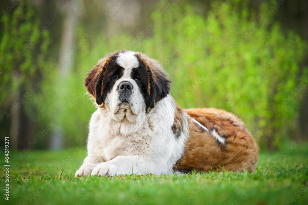 Saint bernard dog lying on the lawn