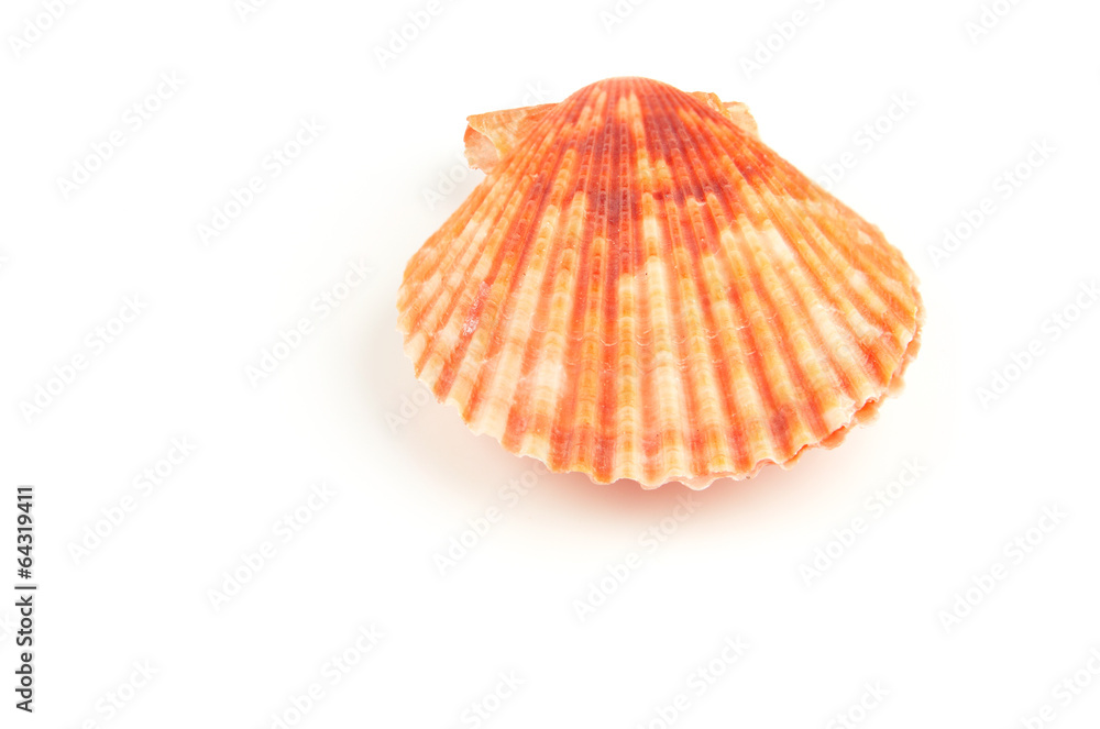 Scallop seashell isolated on white background Scallop seashell isolated on white background