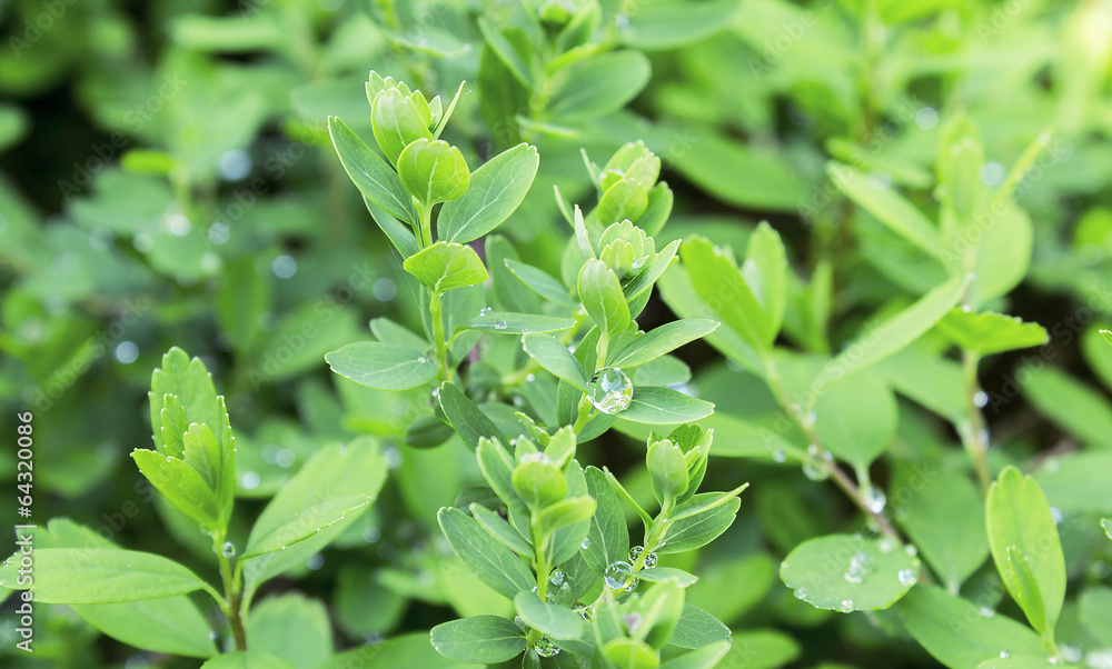 green leafs green leafs