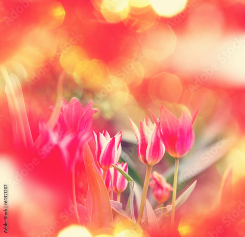 Tulip
