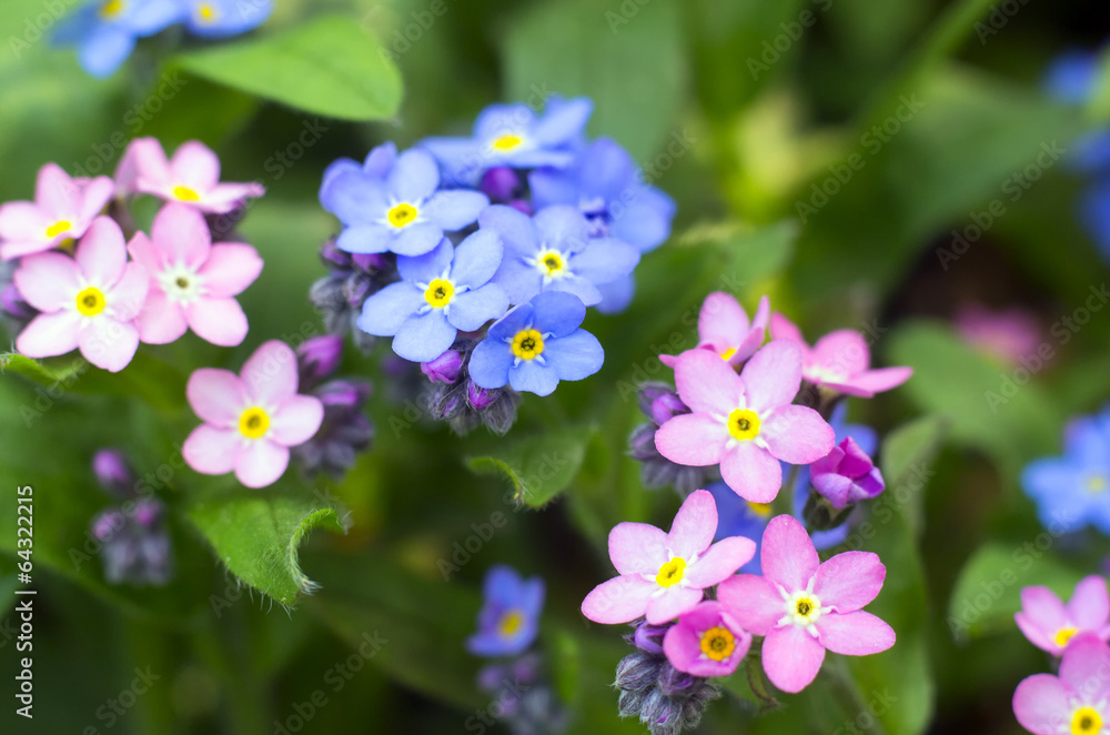 Spring flowers Spring flowers