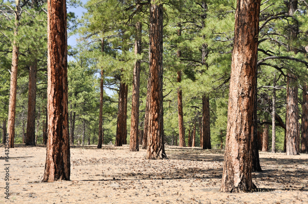 Pine forest, Sunset Crater Volcano National Monument, Arizona