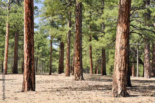 Pine forest, Sunset Crater Volcano National Monument, Arizona photo