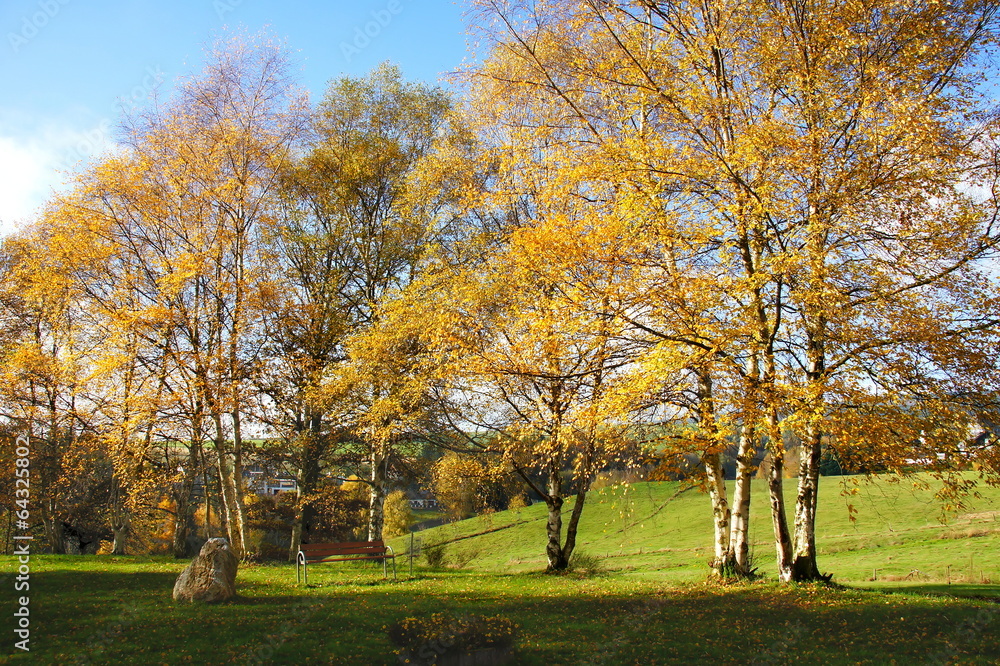 Birken im Herbst Birken im Herbst