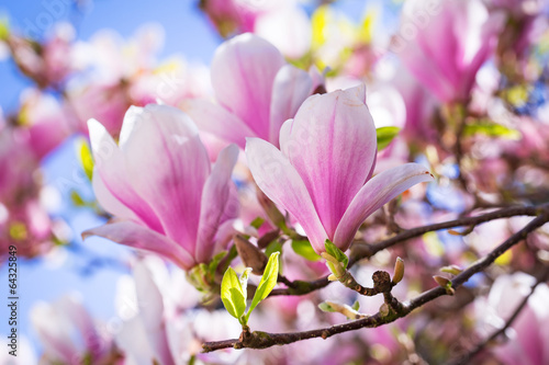 Beautiful blossoming magnolia tree in the spring time photo