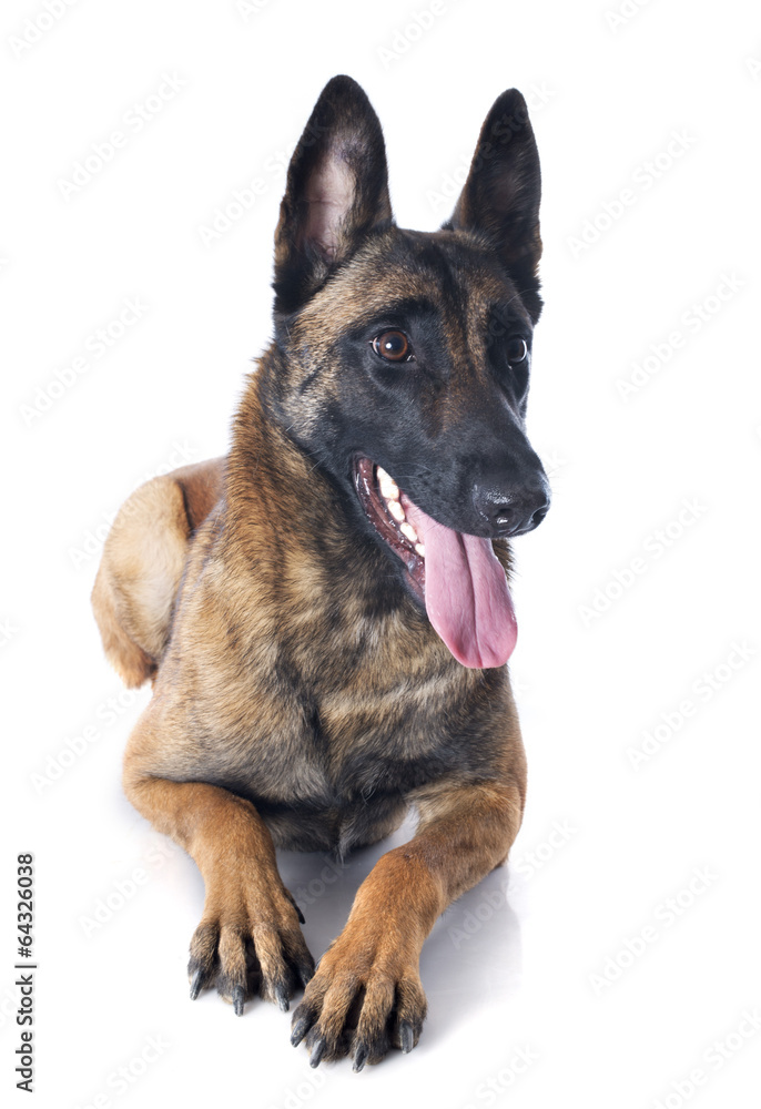 malinois malinois