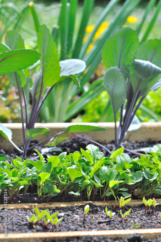 semis dans carré potager