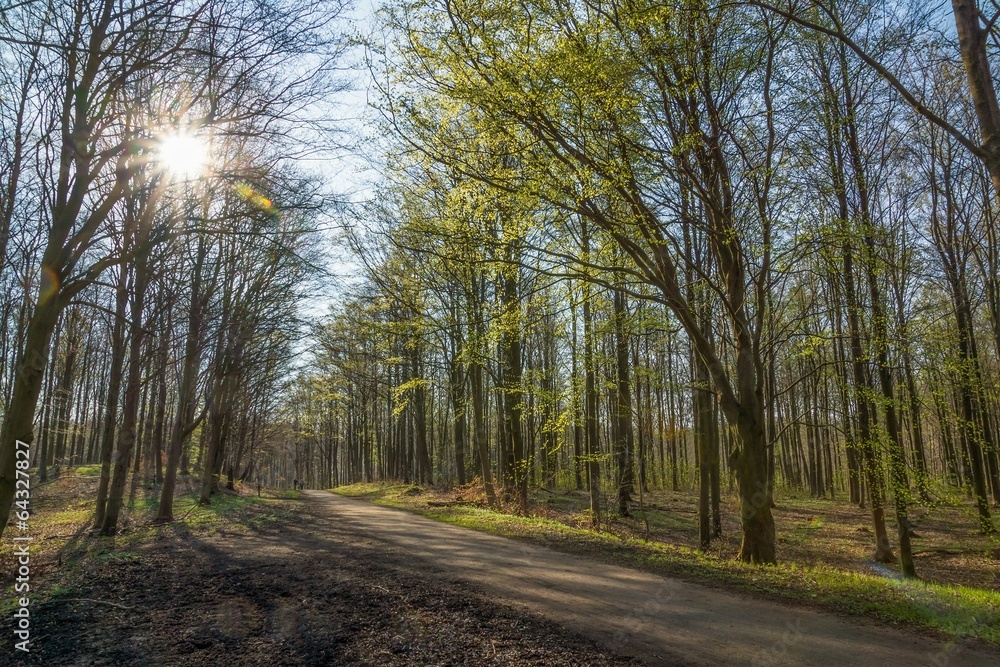 Sun shining through trees that just came into leaf Sun shining through trees that just came into leaf