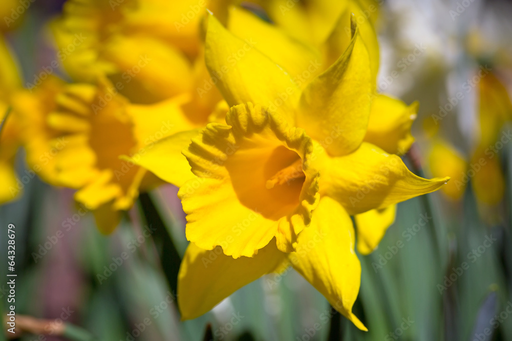 Daffodil flowers in the spring garden Daffodil flowers in the spring garden