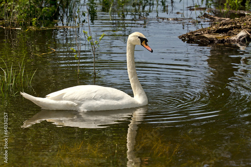 Swan in the marsh