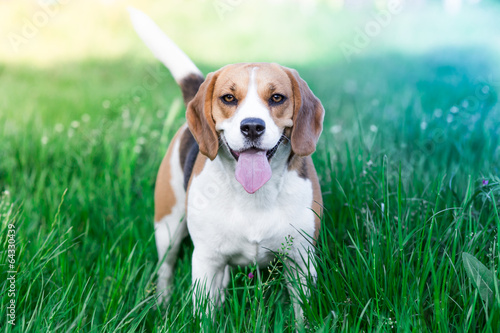 Beautiful Beagle Dog outdoor portrait