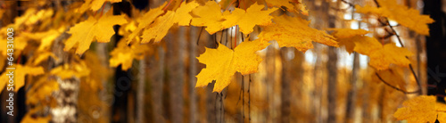 Yellow autumn maple leaves, panorama, banner - yellow leaves on the background of a park, closeup with space for text