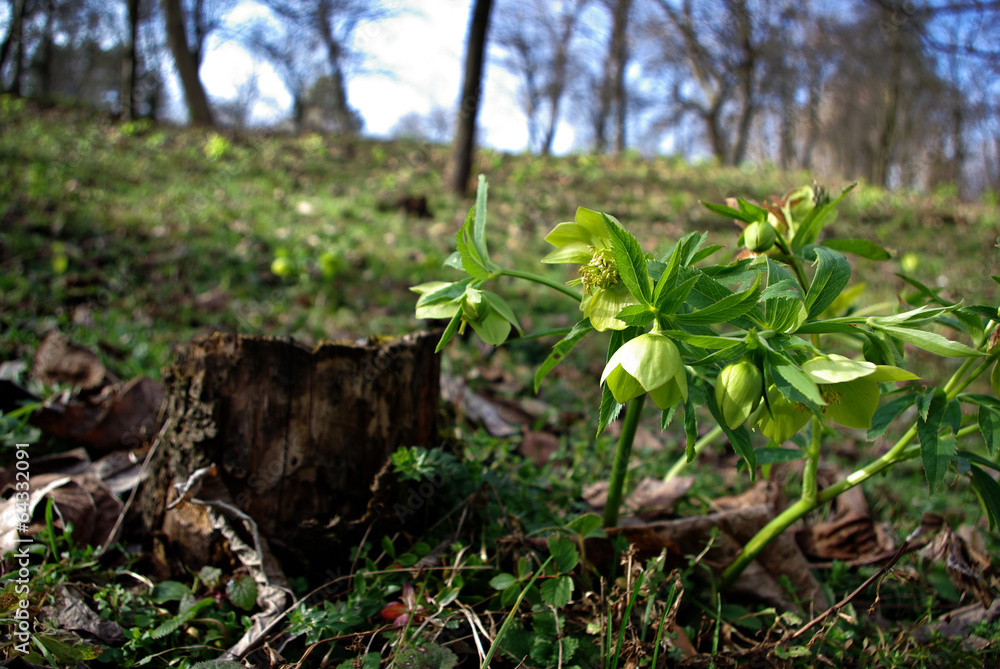 Obraz premium Young Plant