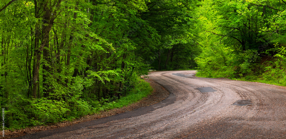 Fototapeta premium Road in summer forest.