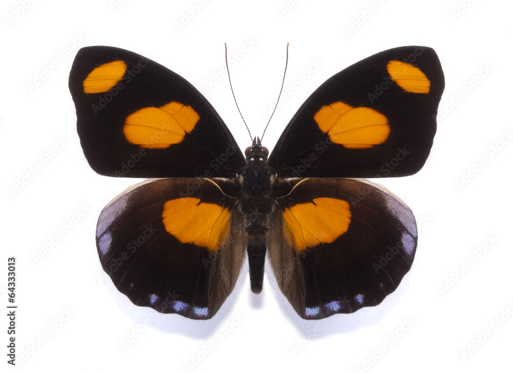tropical butterfly collection Catonephele numilia