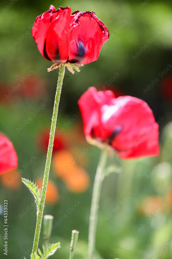 Fototapeta premium Poppies in the field