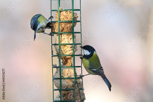 two different species on bird feeder
