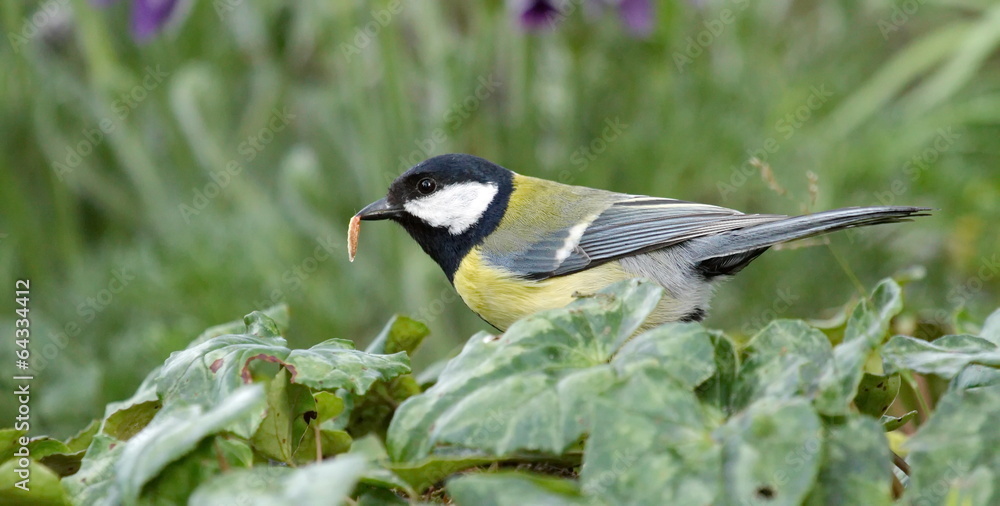 Fototapeta premium Coal tit eating a worm