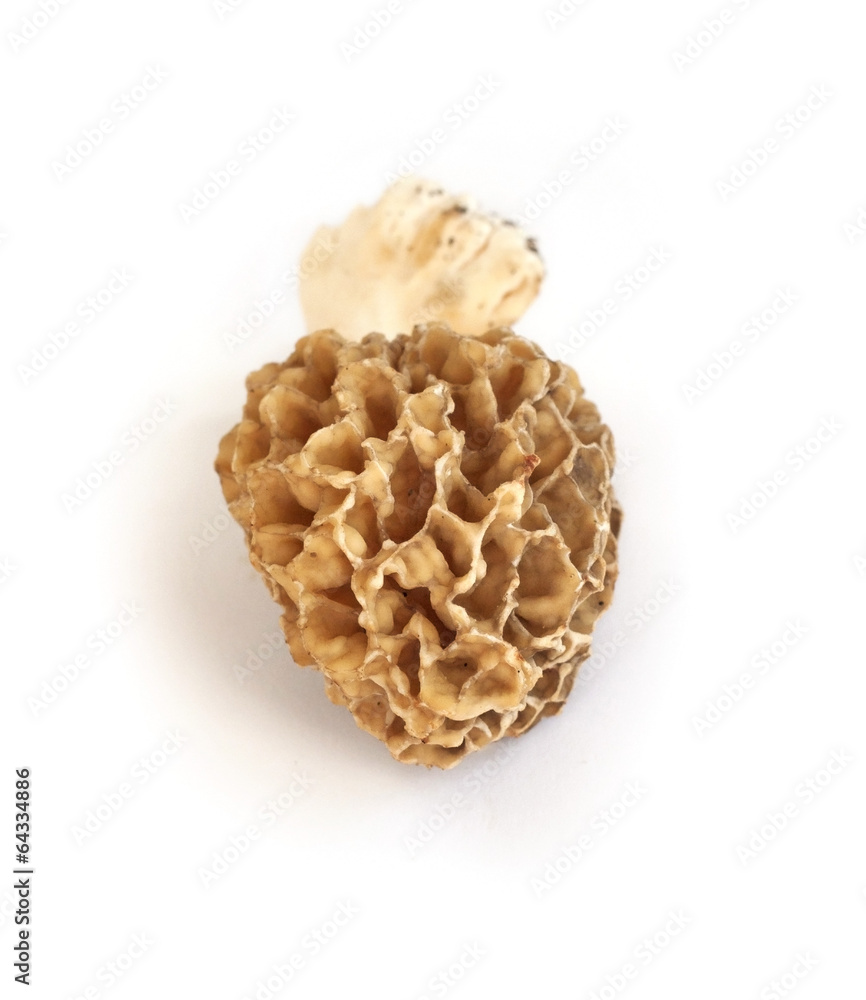 Morel mushroom isolated on white background Morel mushroom isolated on white background