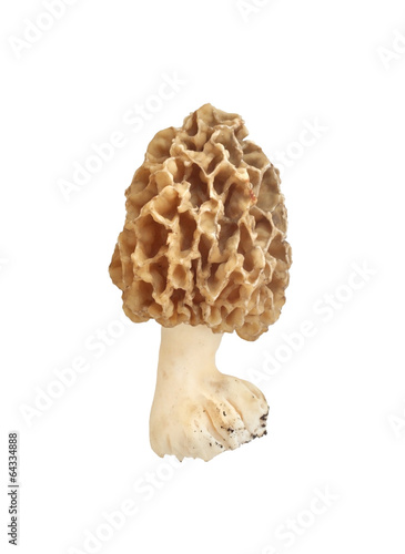 Morel mushroom isolated on white background