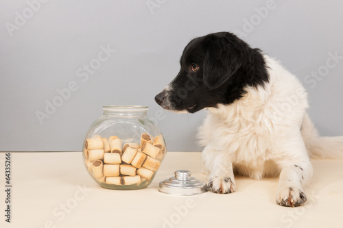 stabyhoun dog photo