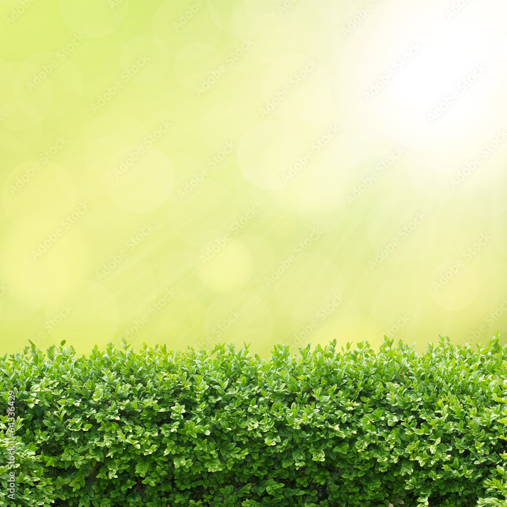 Buchsbaumhecke im Sonnenschein